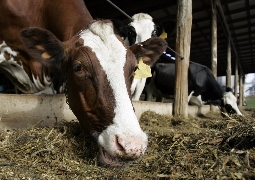 State Fair livestock exhibitor camping reservations accepted in April