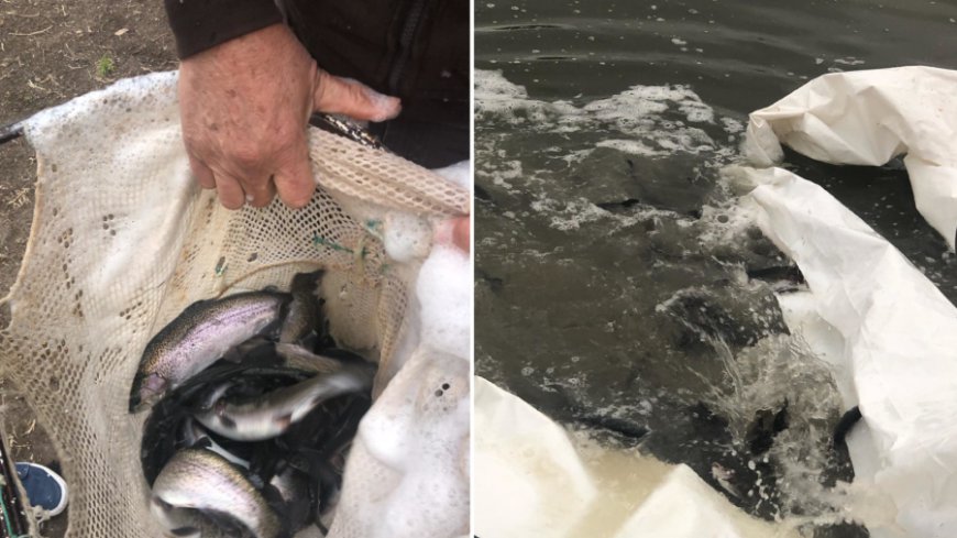 Kansas Wildlife and Parks boosts trout numbers with Gunn Park's Fern Lake fish dump