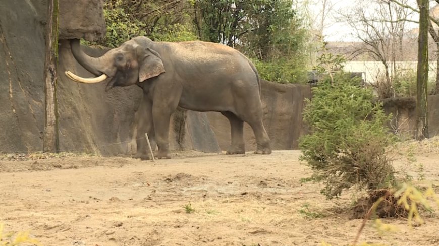 Saint Louis Zoo's beloved elephant Raja celebrates 32nd birthday