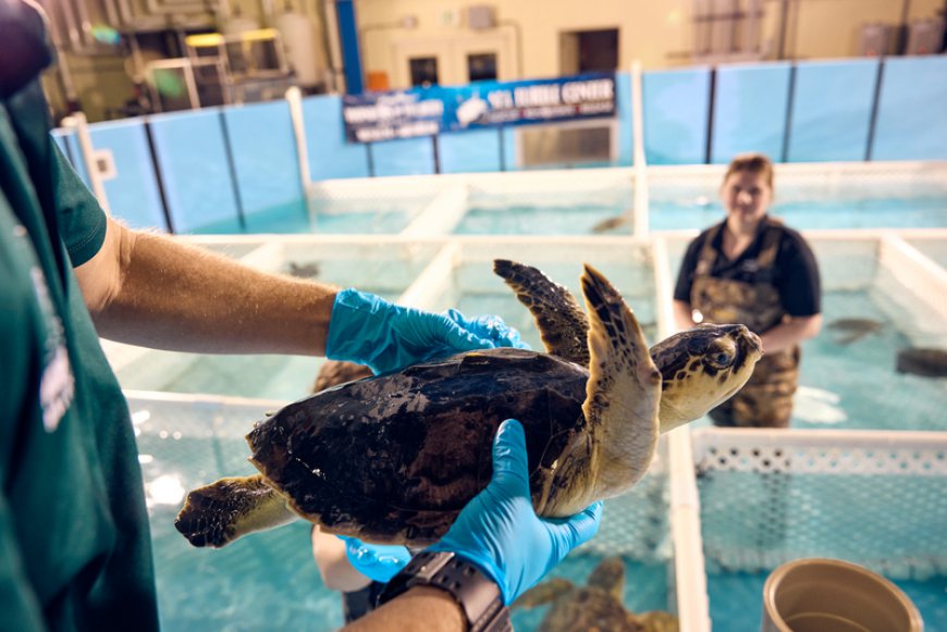 Wonders of Wildlife welcomes 20 more critically ill sea turtles for life-saving care