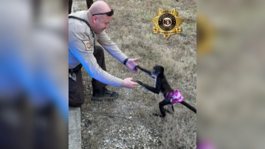 Tutu-wearing spider monkey rescued by police in Jefferson County