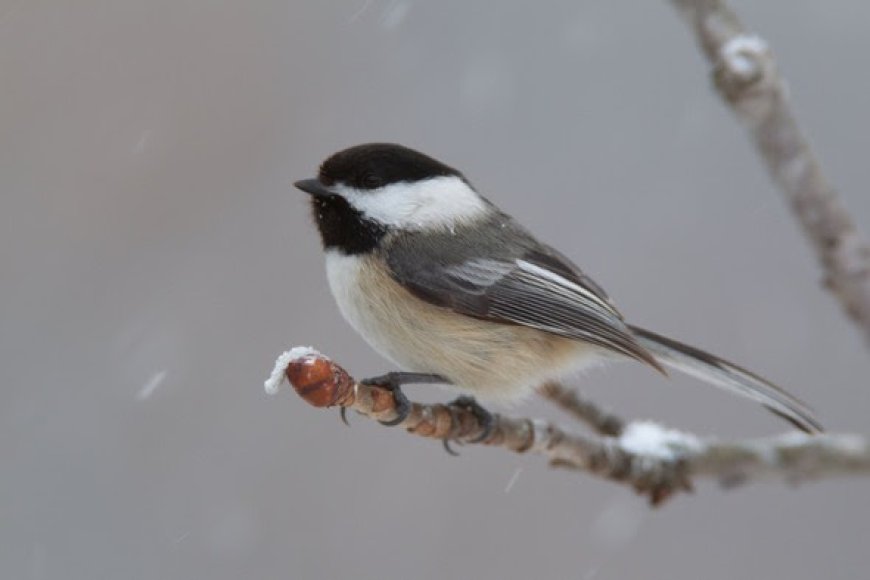 MDC to hold birding webinars in advance of Missouri Birding Challenge