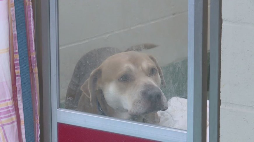 East St. Louis animal rescue group finds dozens of dogs left in cold