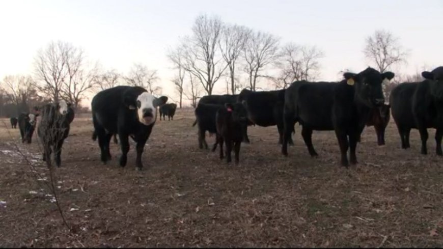 Keeping farm animals safe in cold temperatures