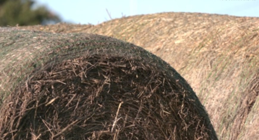 Winter hay demand rises as farmers prep for cold months