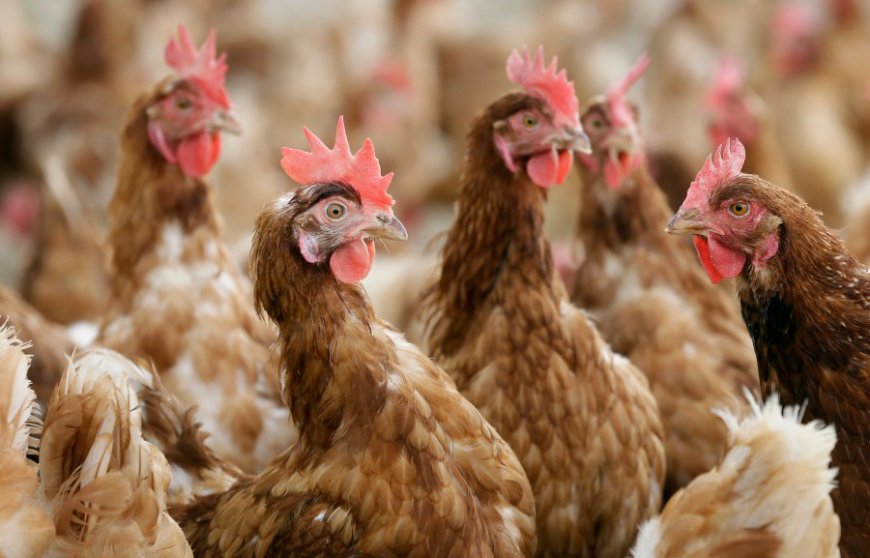 Avian flu detected in southwest Missouri