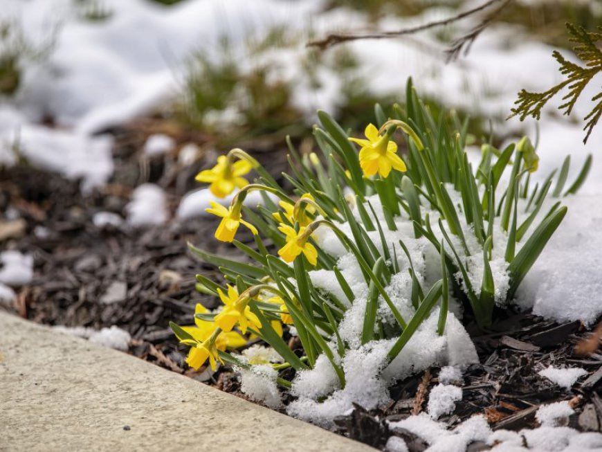 Will spring come early? NOAA releases weather predictions for Missouri